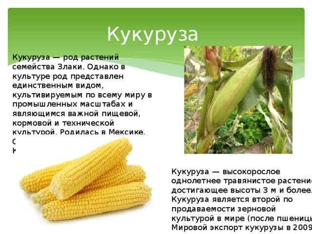 Факторы выбора гибридных семян кукурузы — agroxxi