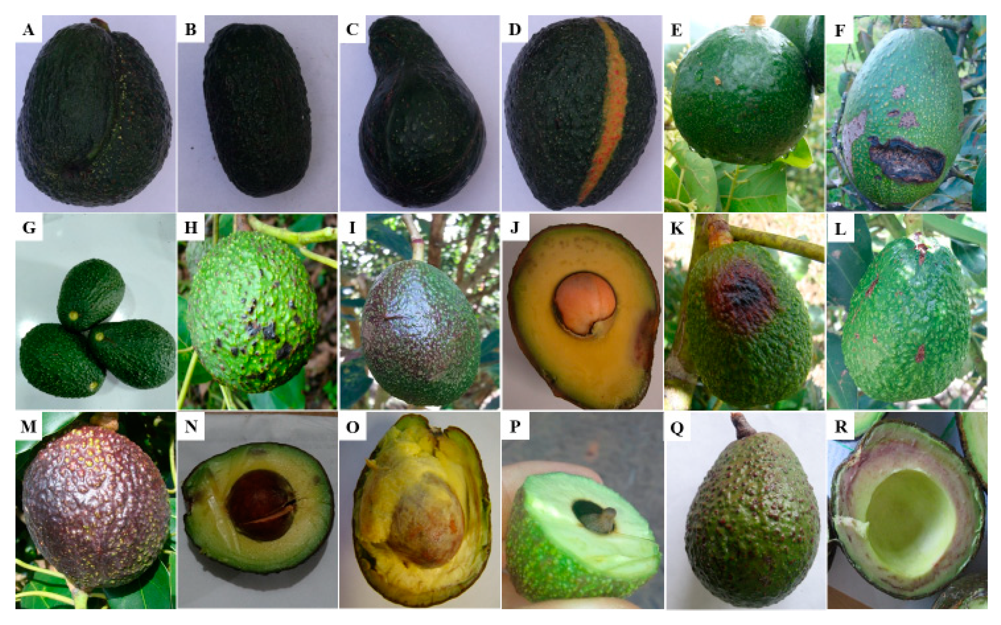 Авокадо хаас чем отличается от обычного плода, описание сорта и полезные свойства