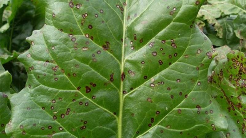 Почему краснеют листья у ревеня болезни и вредители и меры борьбы с ними