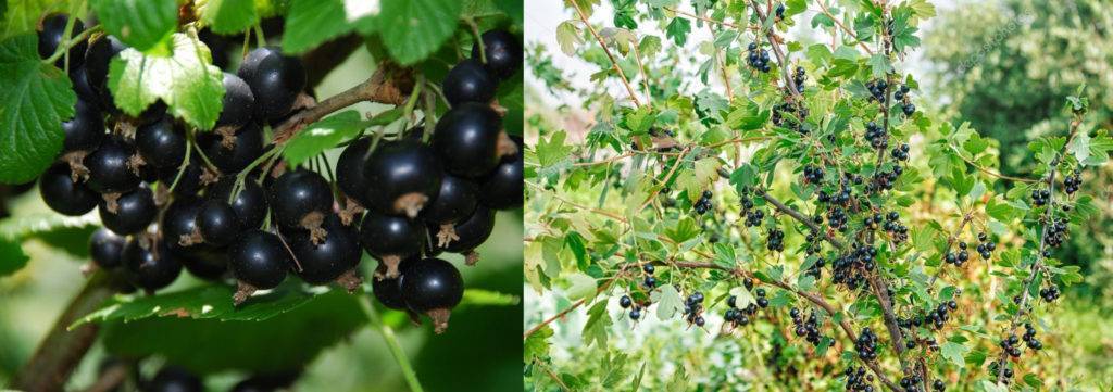 Смородина геркулес (геракл) чёрная: описание сорта с фото, урожайность, вкусовые качества