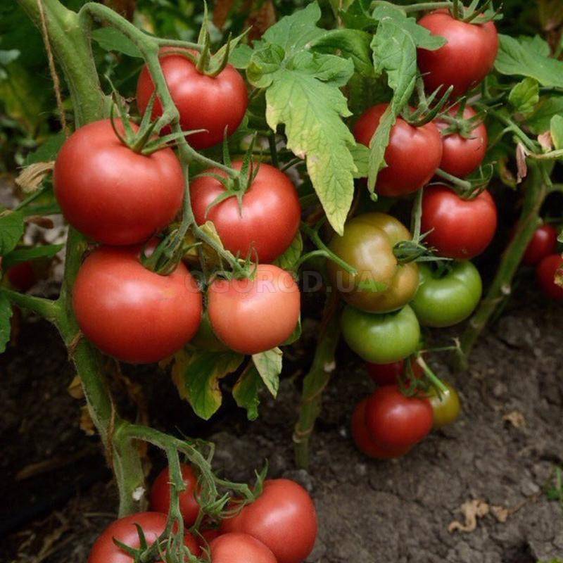Описание гибридного сорта томата марс f1, уход и урожайность