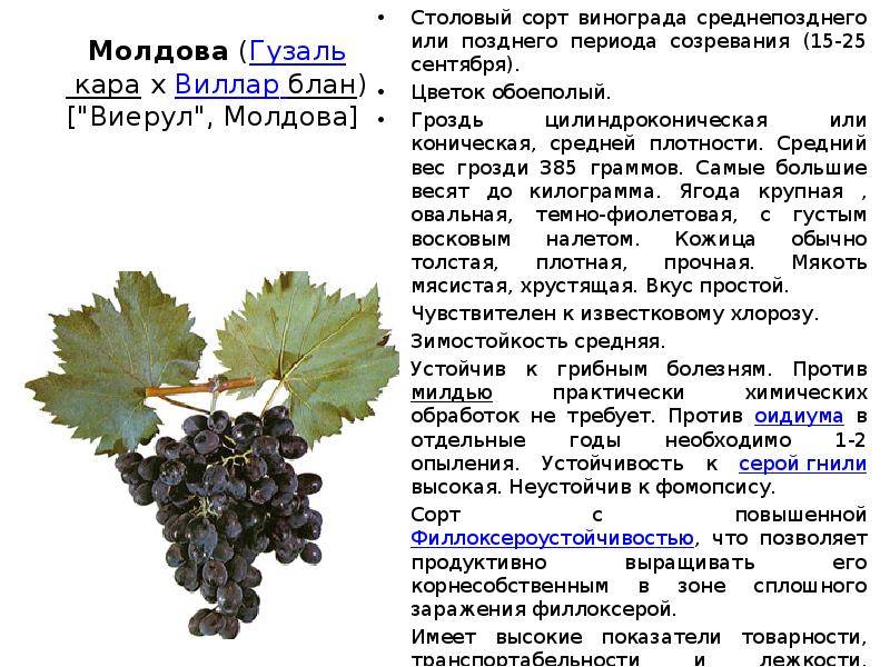 Описание и характеристики винограда сорта Ливия, выращивание и размножение