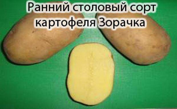 Картофель "зорачка": описание сорта, характеристика, правила выращивания, фото