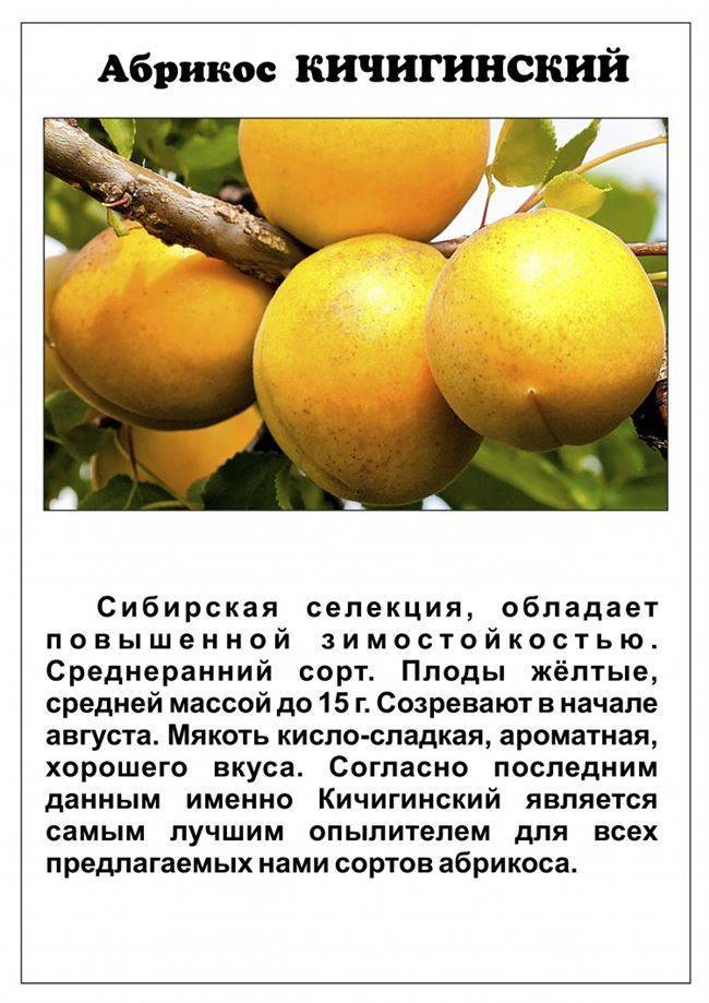 Посадка и уход за абрикосом в средней полосе россии (+ 11 лучших сортов)