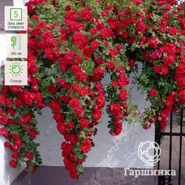 Роза санта: плетистая, фото, описание, уход и выращивание | qlumba.com