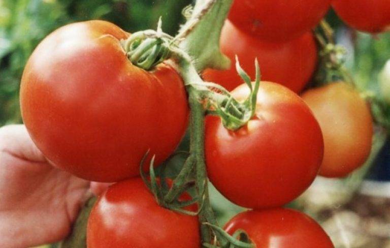 Характеристика томатов сорта стрега ф1 видео - дачный мир