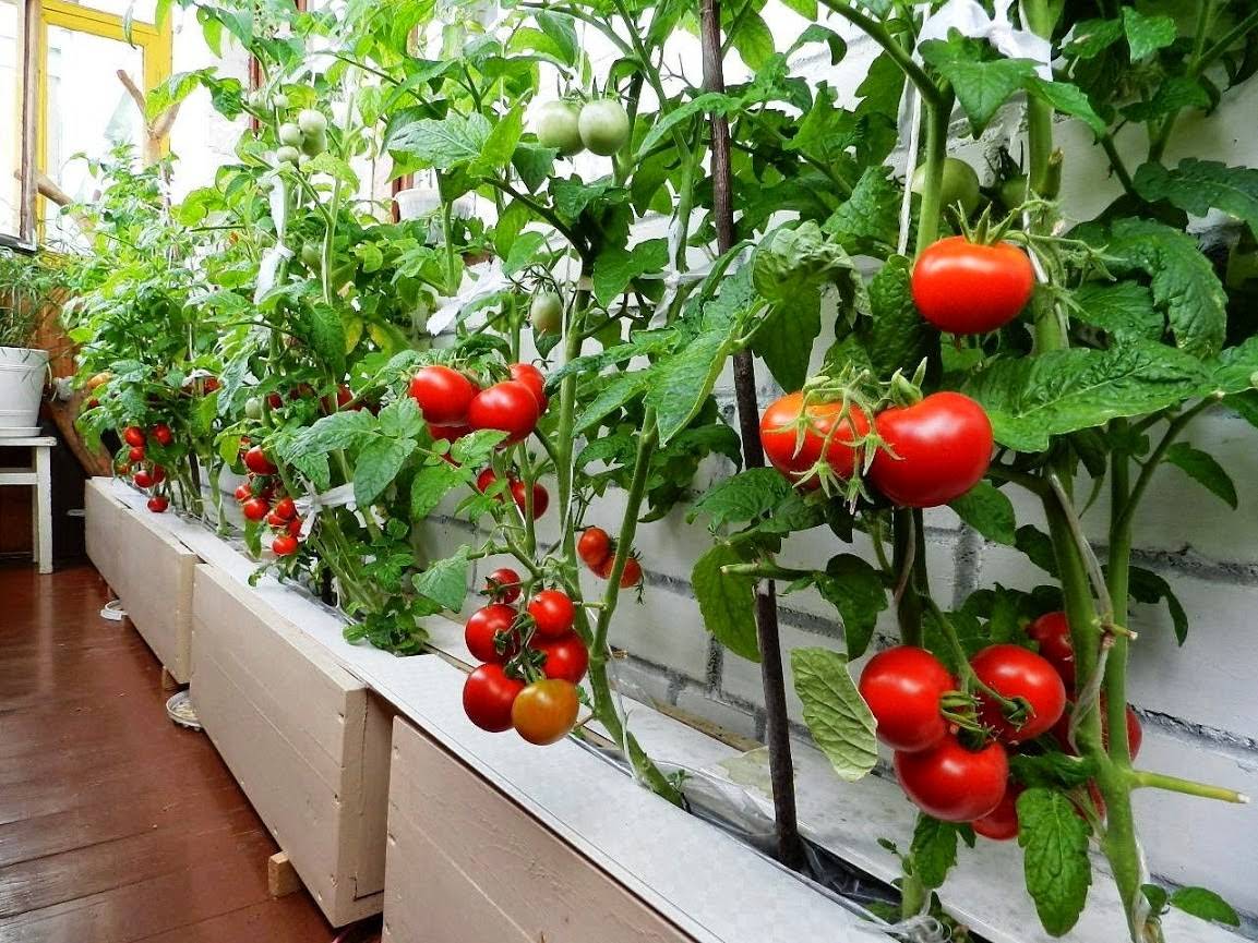Как вырастить томаты в домашних условиях на подоконнике?