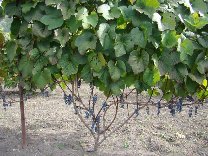 Сорт винограда амурский обоеполый
