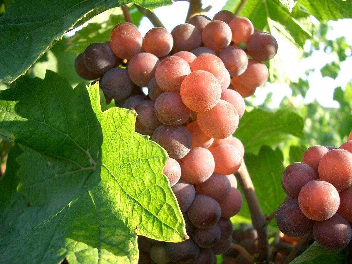 Пино гриджио: сорт винограда гри, описание и характеристика вкусовых качеств, а также особенности выращивания
