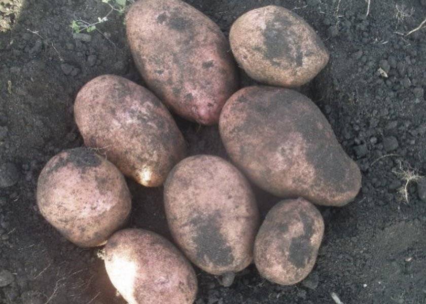 Сорт картофеля каменский характеристика