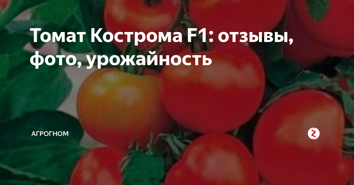 Томат кострома: описание и характеристика, отзывы, фото, урожайность | tomatland.ru