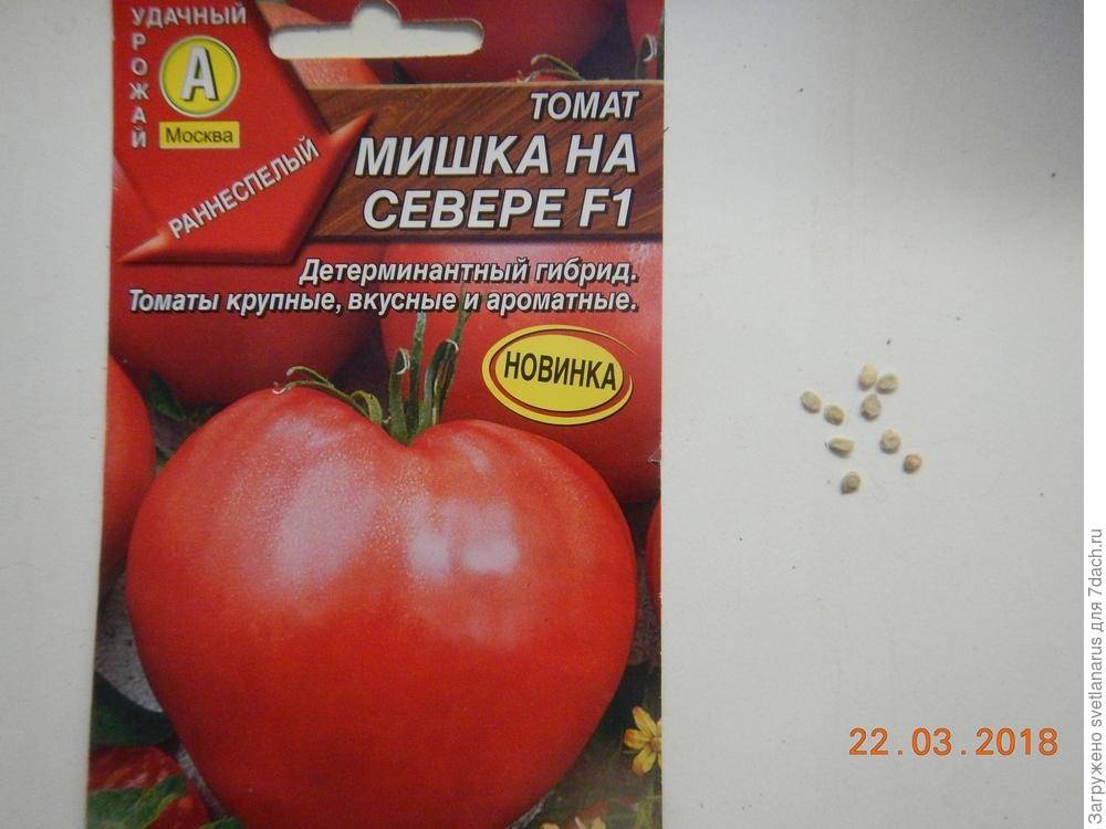 Крупноплодный томат мишка косолапый
