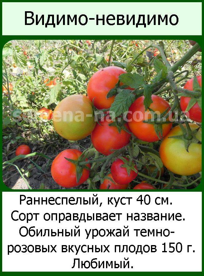 Томат видимо-невидимо (50 фото): описание сорта помидоров, отзывы, видео – тепличные советы