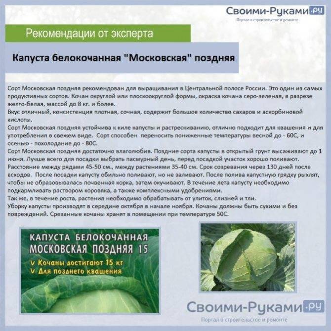 Капуста - исконно русский овощ. царица огородов. | садоводство24