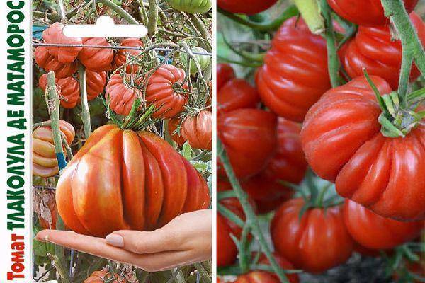 Томат тлаколула ребристый (tlacolula ribbed): характеристика и описание сорта с фото, урожайность помидора, как его выращиваем, отзывы