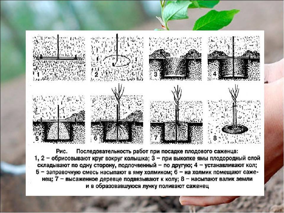 Посадка и выращивание груши: описание, виды, полив, удобрение, обрезка и другие тонкости ухода за деревом (25 фото & видео) +отзывы