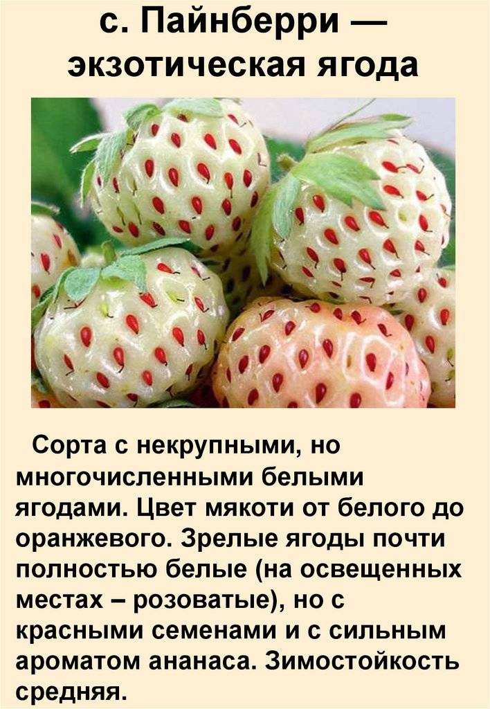 Белая (ананасная) клубника: описание сортов, особенности вкуса, как выращивать