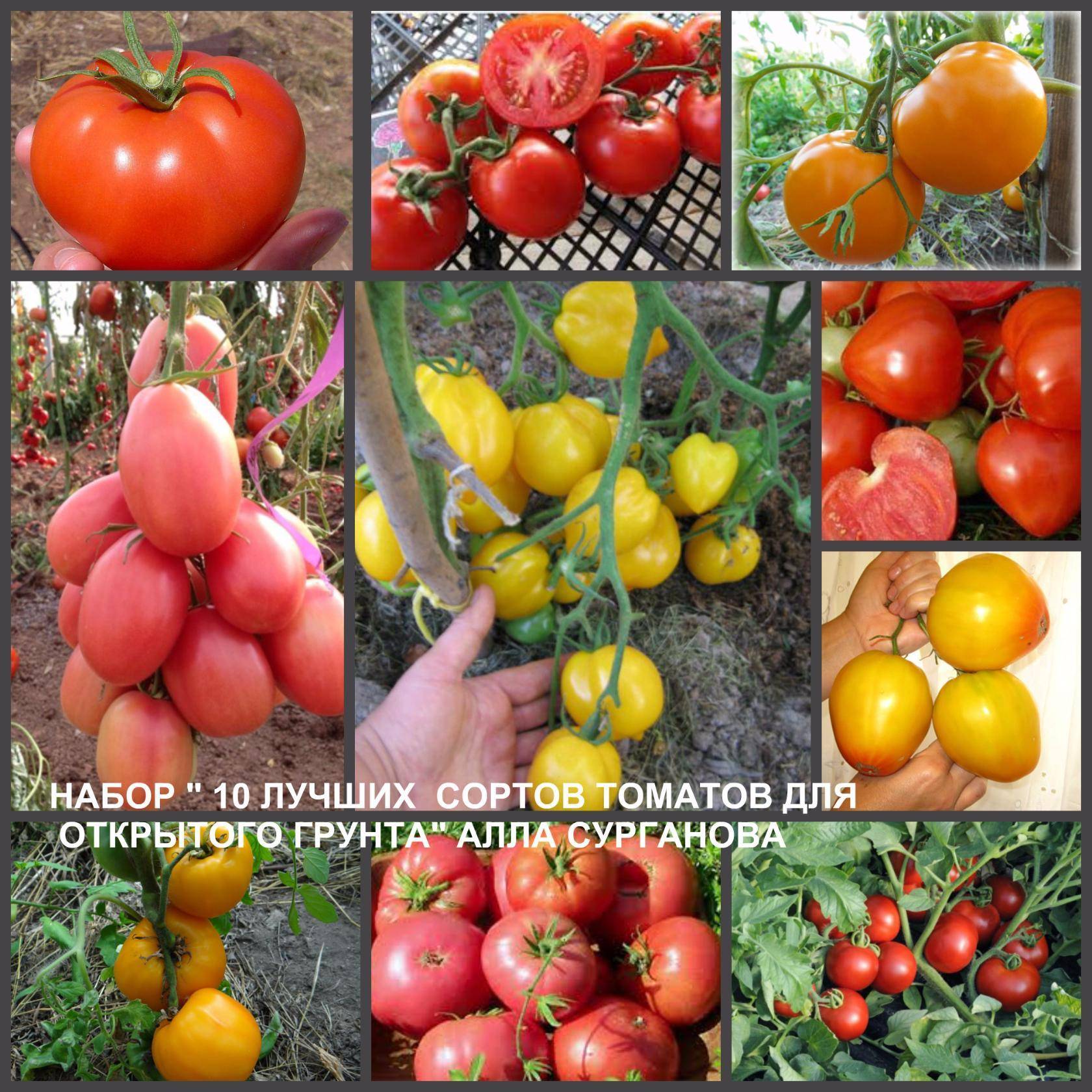 Голландские сорта ранних томатов для теплицы 2021