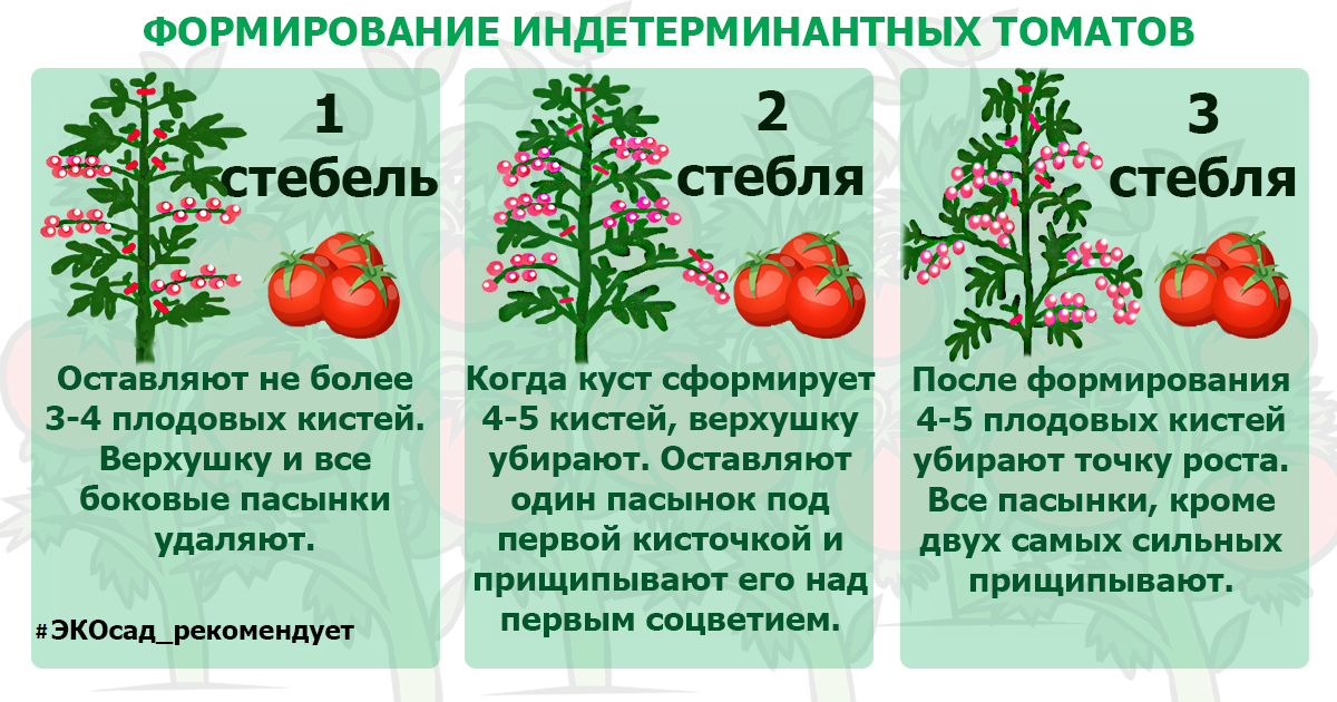 Урожайность, характеристика и описание сорта томата черника