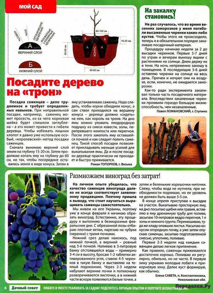 Сорт винограда памяти учителя: фото, описание и отзывы