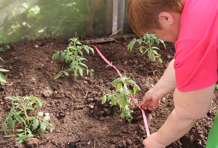 Как правильно вырастить помидоры: от рассады до сбора урожая