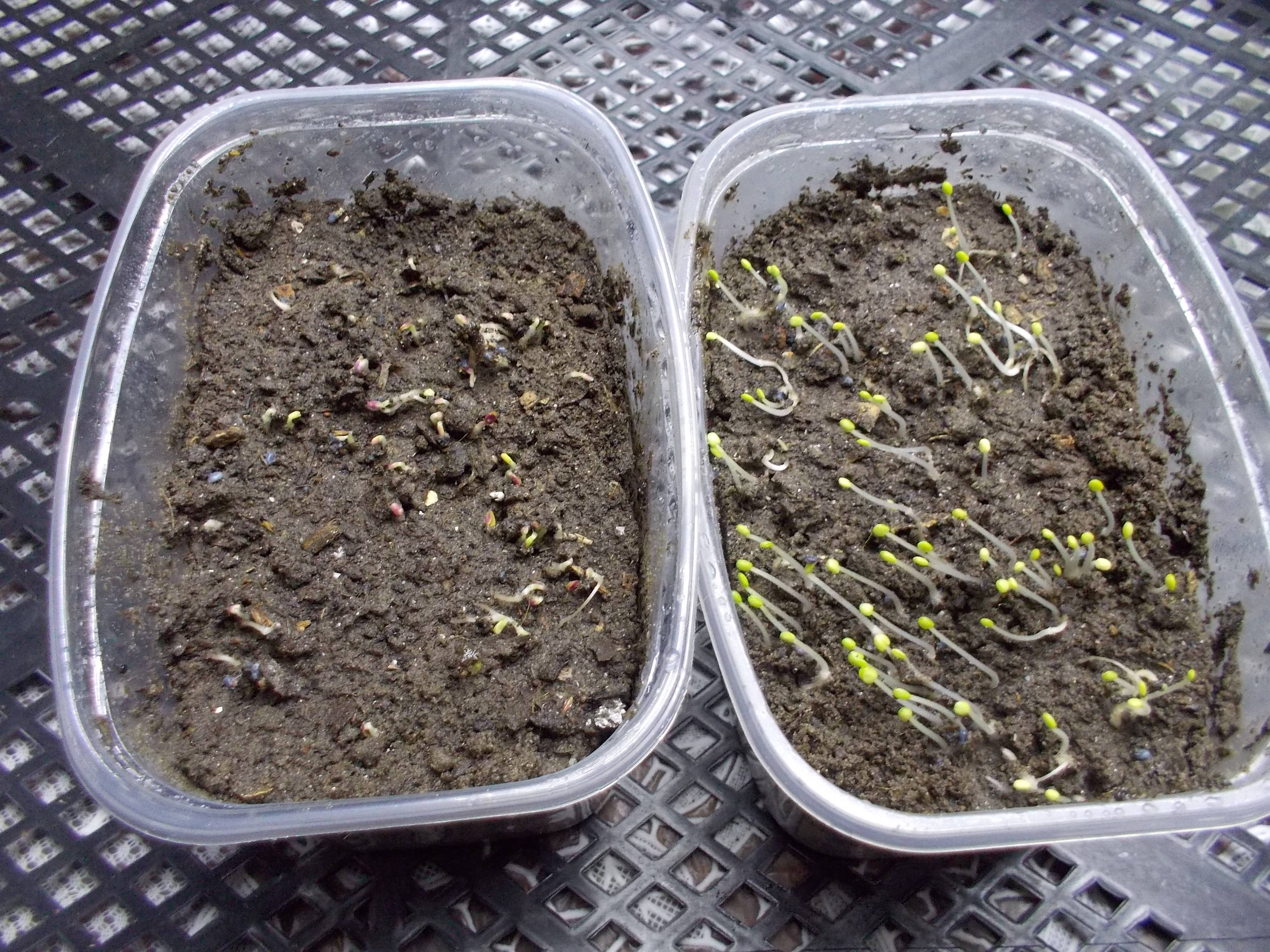 Базилик - выращивание из семян на подоконнике, когда сажать, видео