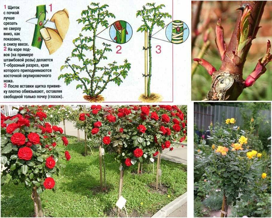 Энциклопедия садовода: описание и выращивание плетистой розы сантана