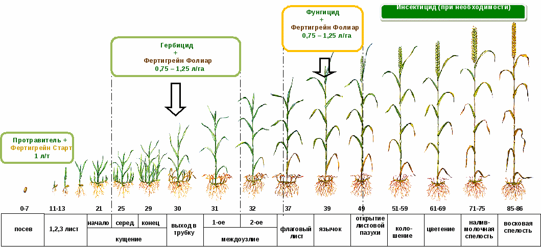 Выращивание гороха: почва, посадка, полив, особенности ухода