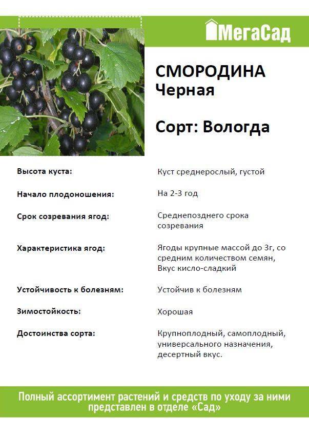 Сорт крупноплодной чёрной смородины добрыня: описание, агротехника, фото, отзывы садоводов, отзывы