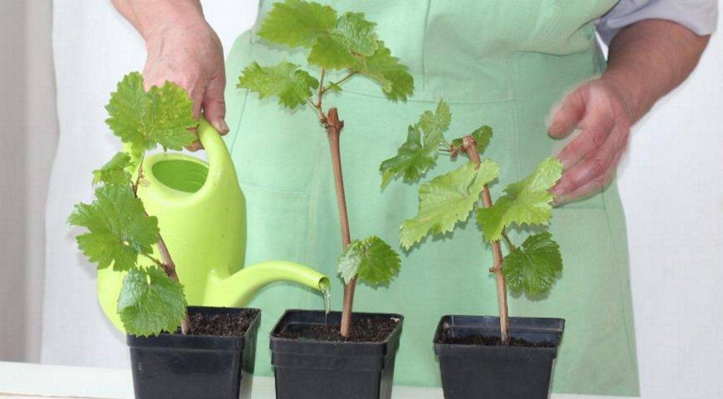 Как вырастить виноград из косточки в домашних условиях: 105 фото и советы как ухаживать за виноградом