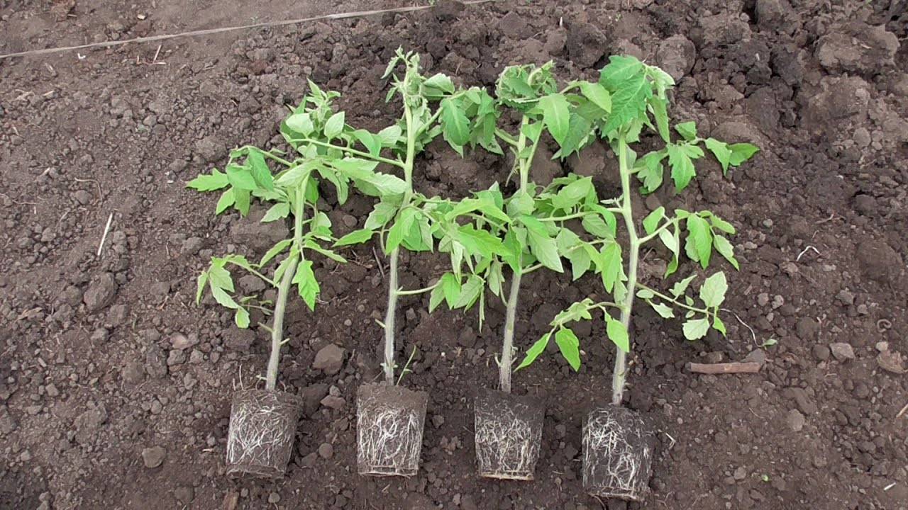Выращивание помидоров в открытом грунте в подмосковье: как правильно ухаживать