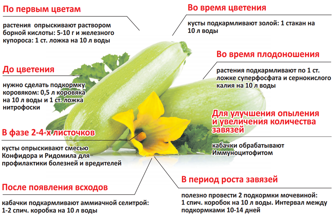Подкормка огурцов в теплице и открытом грунте: чем подкормить для урожайности