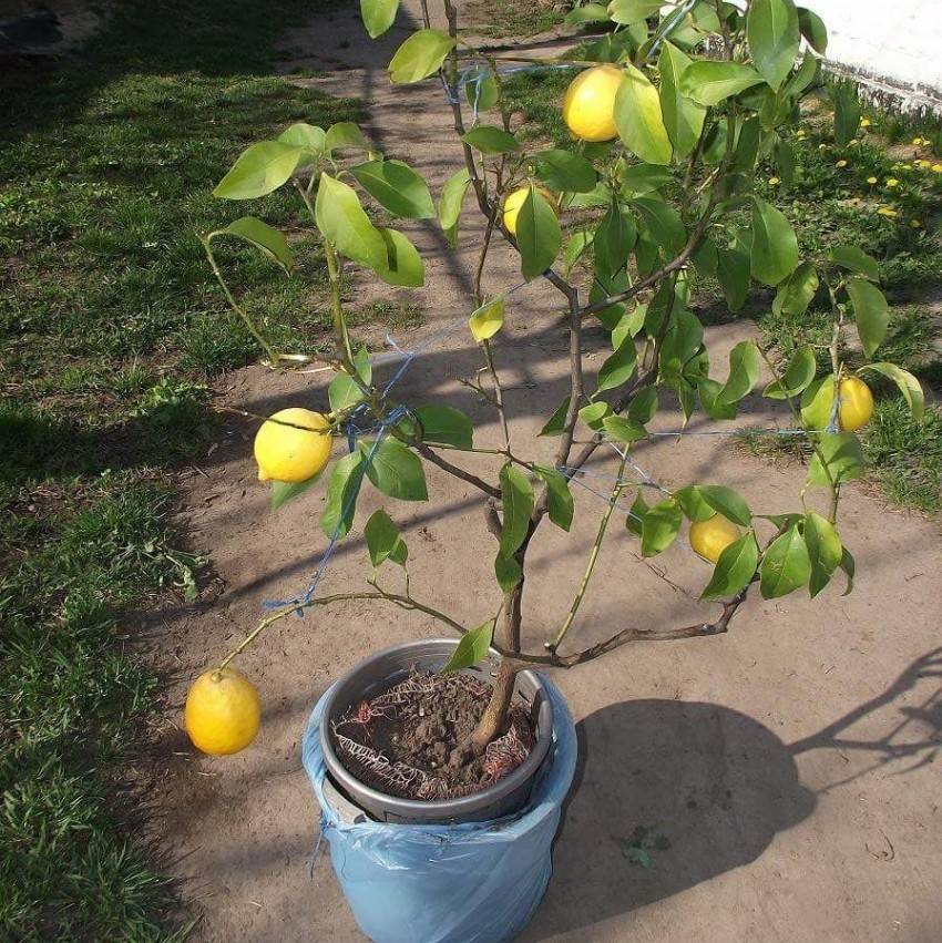 Лимон – уход и выращивание в домашних условиях. посадка и размножение. описание, сорта, фото
