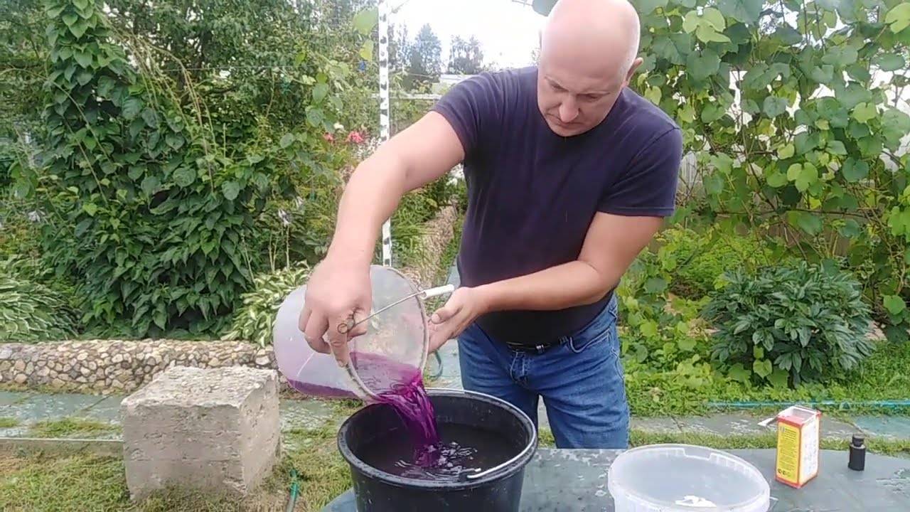 Обработка винограда от вредителей и болезней весной