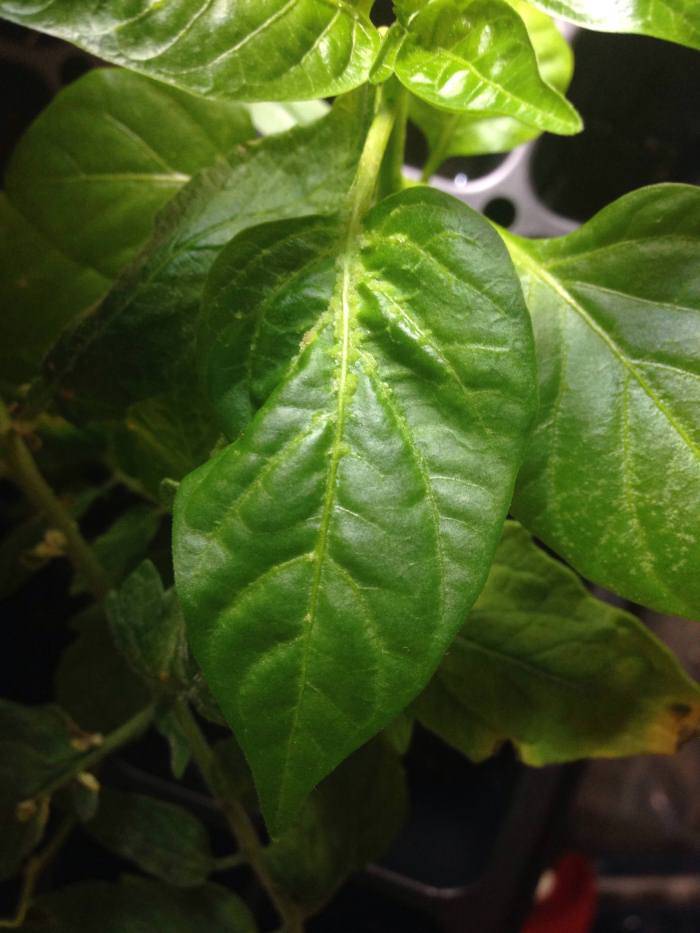 Скручиваются листья у рассады перца: что делать и распространенные причины