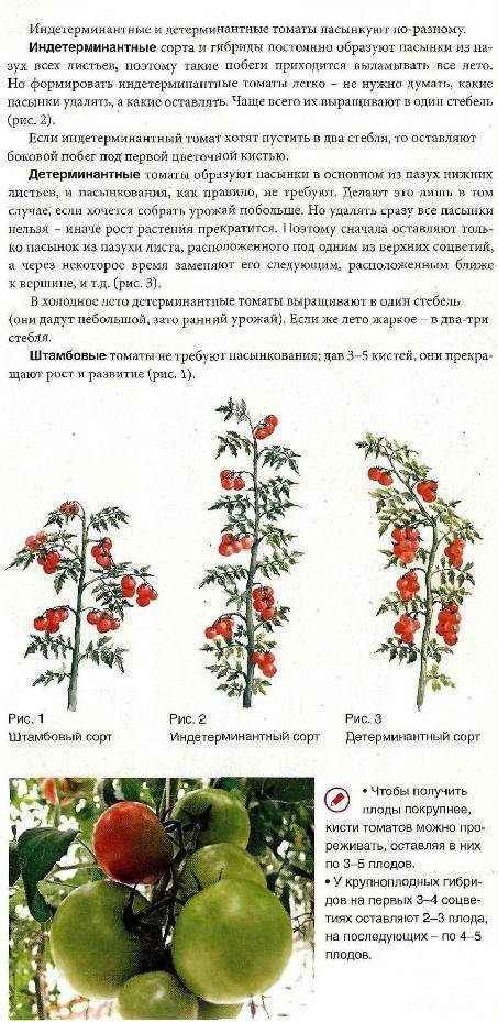 Описание раннеспелого томат эфемер и характеристики сорта