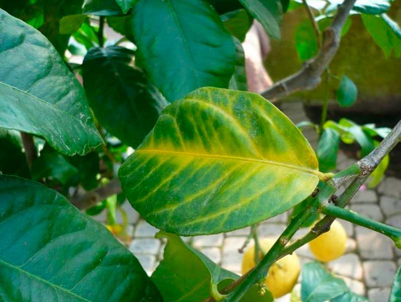 Почему у мандарина желтеют листья, причины болезни и что делать - всё про сады