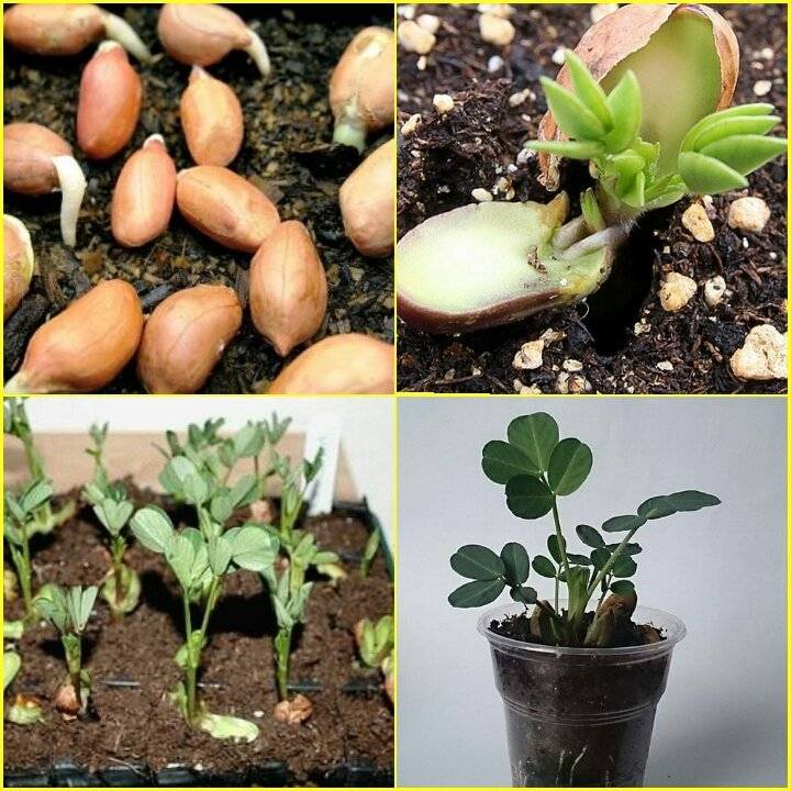 Как вырастить арахис и собрать урожай в домашних условиях