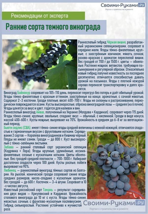 Описание и характеристики винограда «молдова» с фотографиями сорта