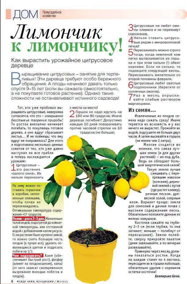 Правила выращивания и ухода за лимонным деревом в горшке в домашних условиях