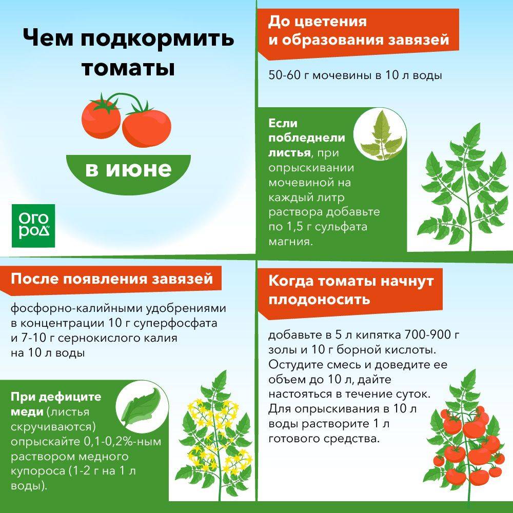 ???? подкормка рассады томатов в домашних условиях: эффективные удобрения, правила, средства, рецепты