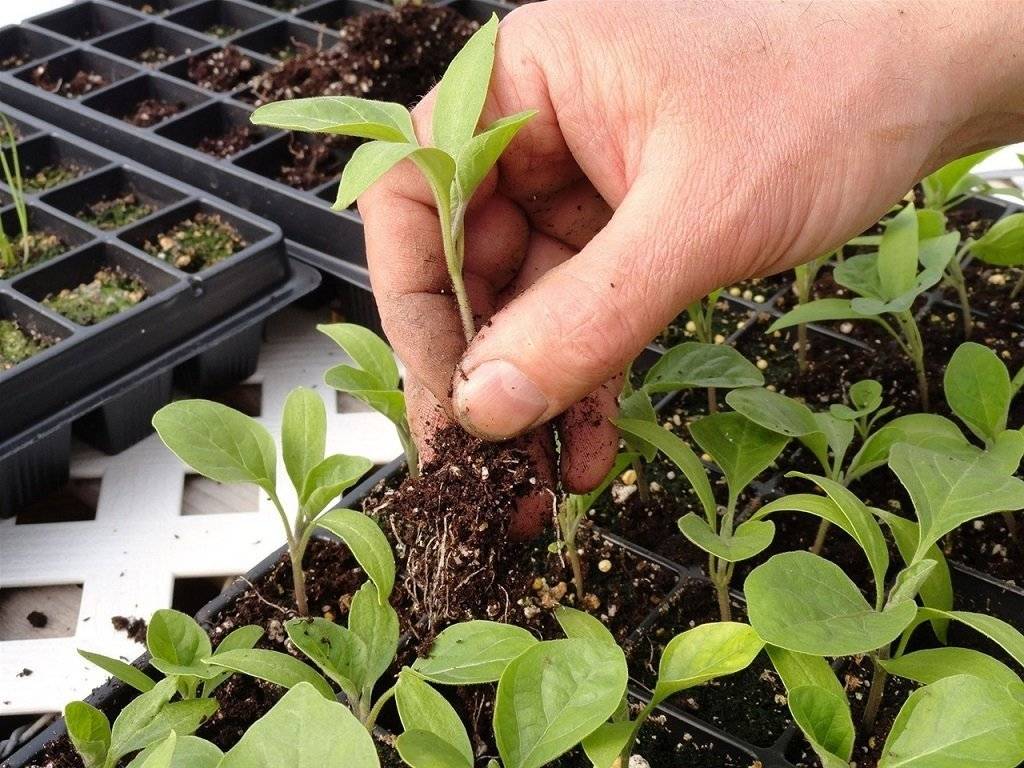 Баклажаны — выращивание и уход в открытом грунте в средней полосе