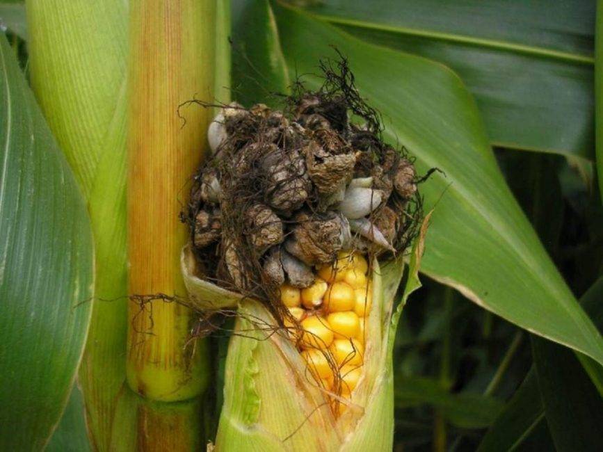 Как сажать кукурузу в открытый грунт: семенами и рассадой