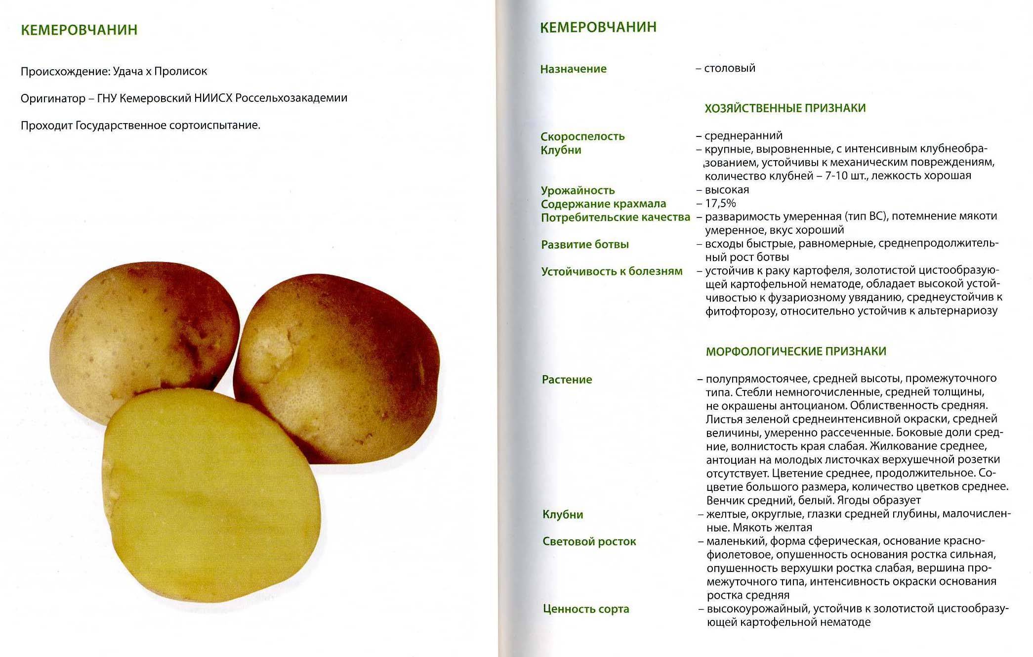 Описание и характеристика сорта картофеля латона, правила посадки и ухода