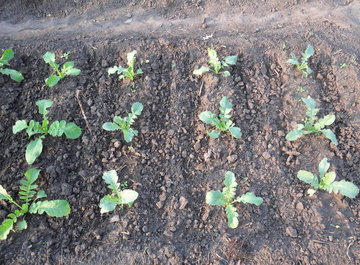 Как сажать дайкон в открытый грунт семенами: сроки посева, выращивание