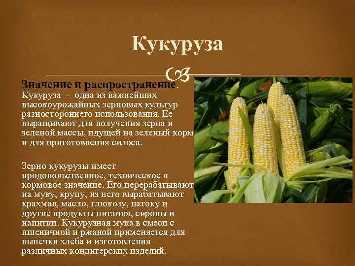 Кукуруза овощ или фрукт: к какому семейству относится злак и где применяется