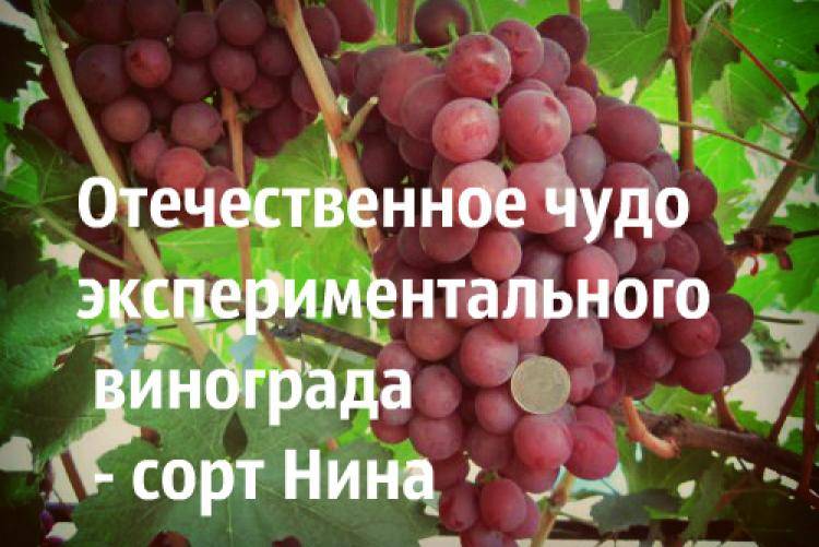 Виноград рубиновый юбилей: основные характеристики, фото и описание сорта selo.guru — интернет портал о сельском хозяйстве