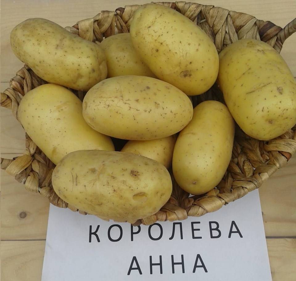 Разваристые сорта картофеля белорусской селекции
