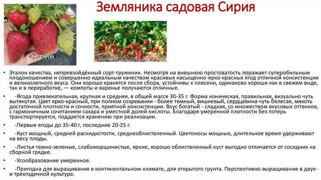Клубника фейерверк — описание сорта, фото, отзывы садоводов