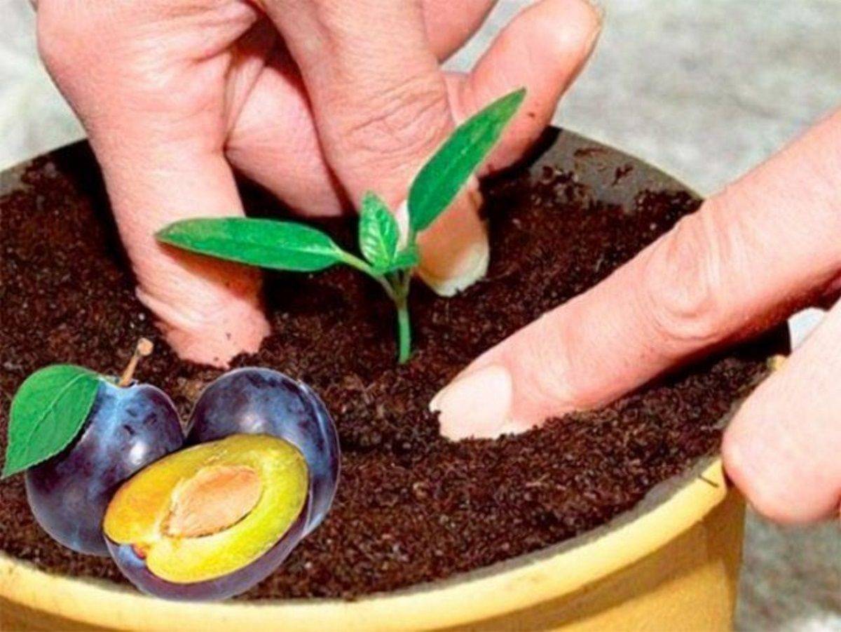 Своими руками: как вырастить саженец яблони из семечки